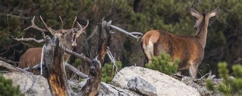 In unserer projektwoche befassten wir uns mit der rechtlichen seite des schweizer nationalparks. Schweizerischer Nationalpark - Schweizer Pärke