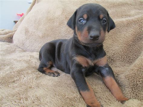 Abbys Akc Doberman Puppies Two Black And Rust Females