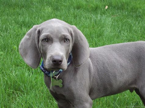 What is the life expectancy of a weimaraner? Weimaraner Brown Puppy - DesiComments.com