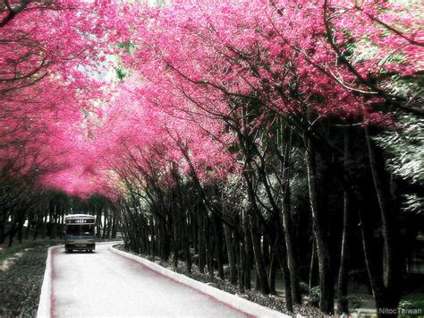 Sakura Trees By Hilotaka On Deviantart