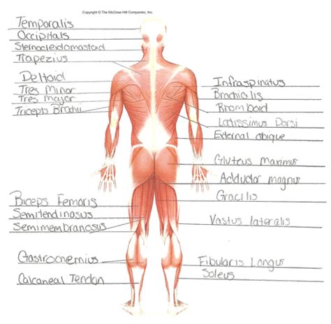 Chapter 9 Muscular System Flashcards Quizlet