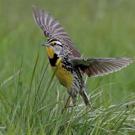 Grassland Bird Conservation And Bird Watching In Northern Ny Grassland