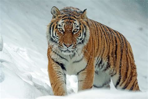 The Return Of The Siberian Tiger