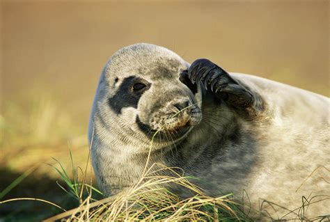 Grey Seal Pup Photograph By Duncan Shawscience Photo Library Fine