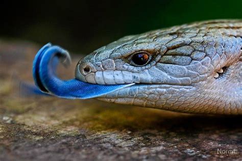 Blue Tongued Skinks Comprise The Australasian Genus Tiliqua Which