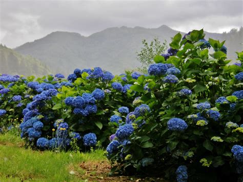 Dark blue hydrangea a little more pricey that the light blue. Big blue hydrangea wedding | Oregon Coastal Flowers
