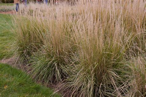 Avalanche Variegated Feather Reed Grass Plant Library Pahls Market