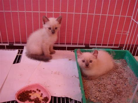 2 Rare Fluffy And Cute American Curl Siamese Kittens For