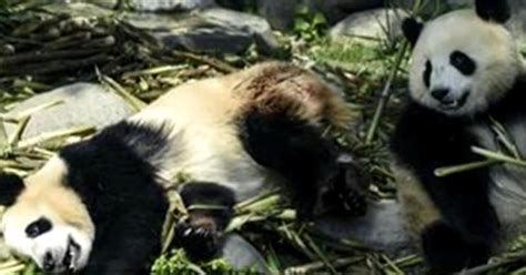 Ten People Arrested In China For Killing Wild Panda Cbs News