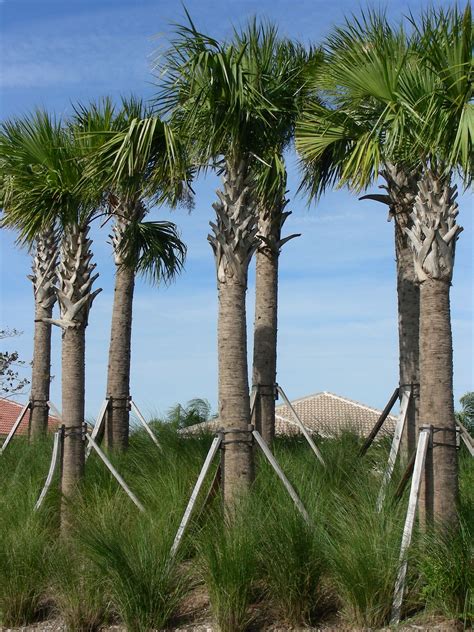 Palm Tree Prices In Florida Palmtree