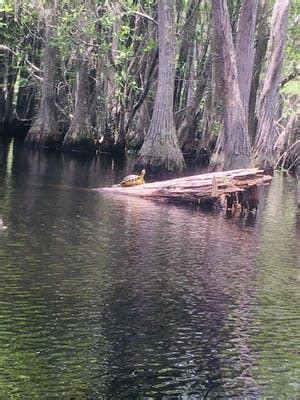 Maybe you would like to learn more about one of these? George L Smith State Park, GA | The Dyrt