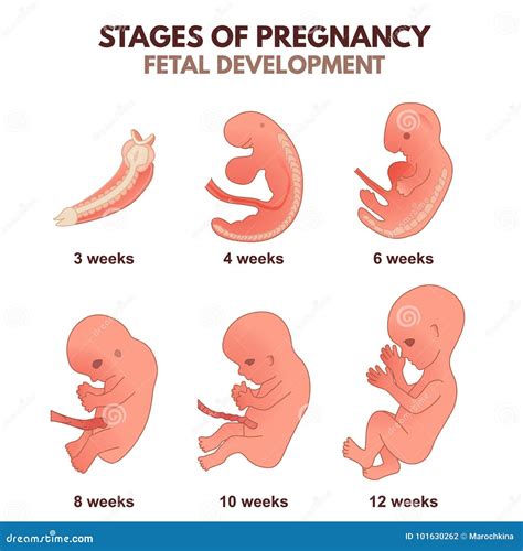 Stages Of Fetal Development Week