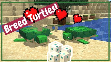 How To Breed Turtles Minecraft Tutorial Youtube