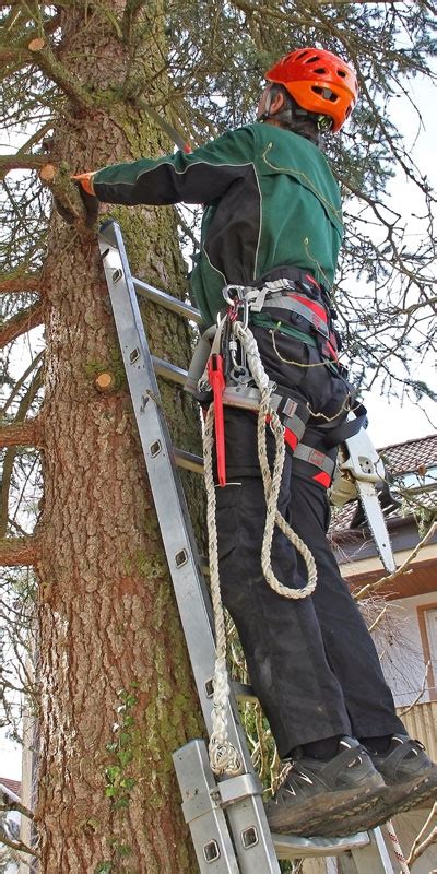 Which Is The Best Ladder For Tree Trimming Sunset Ladder And Scaffold Blog