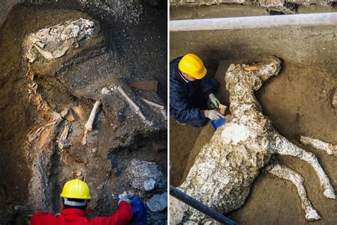 Remains Of Pompeiis ‘frozen In Time Horse Discovered 2000 Years