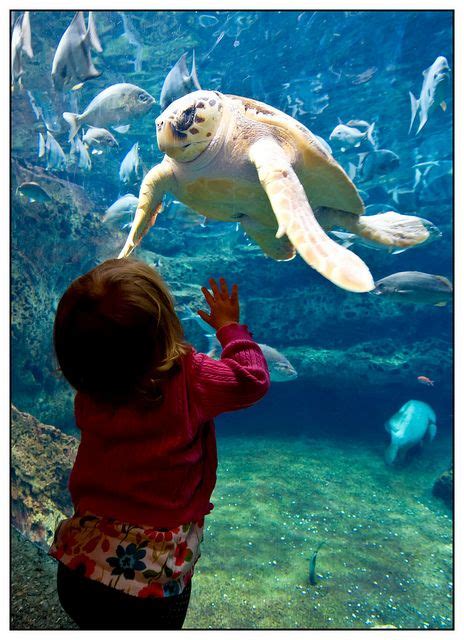 Photo Of Child And Georgia Aquarium Loggerhead Sea Turtle Georgia