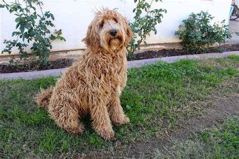 Maybe you would like to learn more about one of these? Labradoodle Laboratorium Hond · Gratis foto op Pixabay