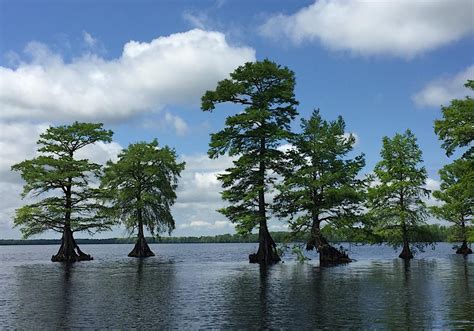 Lake Drummond And Great Dismal Swamp
