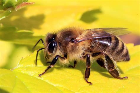 Do Bumble Bees Sting Explained Do It Yourself Pest Control