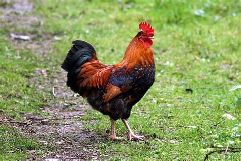 Can A Rooster Be Neutered What Is A Capon Is Castration Inhumane Owlcation