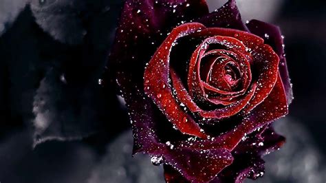 Red Rose Black Background Hd Wallpaper Download Free Download Rose Red Drops Bud Petals Black