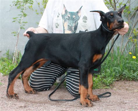 Feb 24 2017 Dobermann Puppies From Pride Of Russia Dobrinya X Sharon