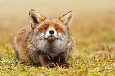 zen foxes photographer documents wild foxes enjoying themselves bored panda