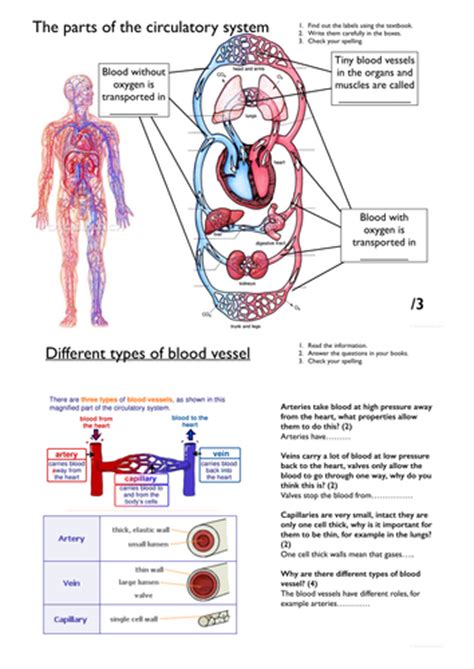 Simple Blood Vessels Worksheet For Ks3 By Rahmich Teaching Resources