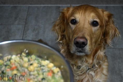 It is always advised to transition your dog into a new food before diving straight in. PetPlate vs. The Farmer's Dog - Homemade Dog Food Delivery ...