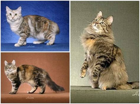 How To Tell The Difference Between Torbie Tortie Calico And Tabby