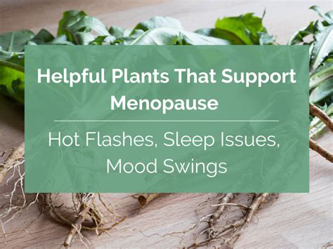 Helpful Plants That Support Menopause Hot Flashes Sleep Issues Mood