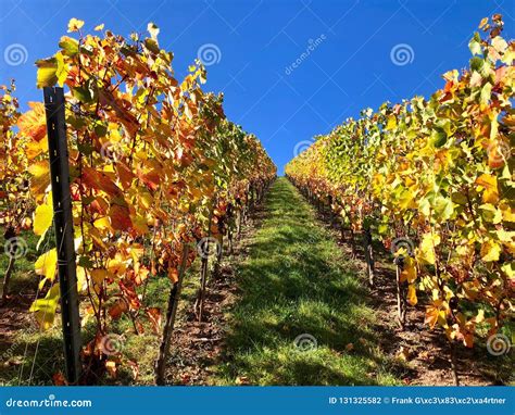 Vineyard On A Sunny Autumn Day Stock Photo Image Of Outdoor Country