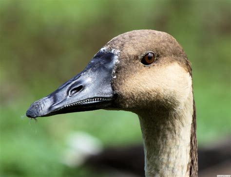 Identify Swan Goose Wildfowl Photography