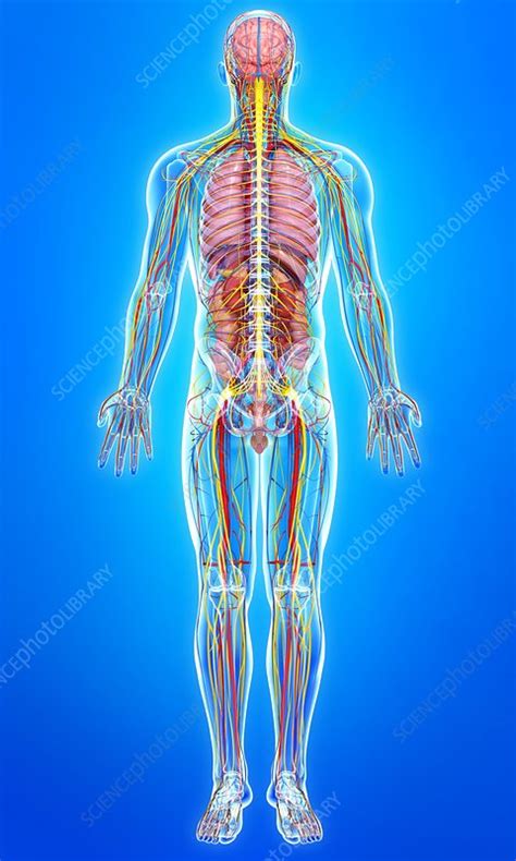 Male Anatomy Artwork Stock Image F0060266 Science Photo Library