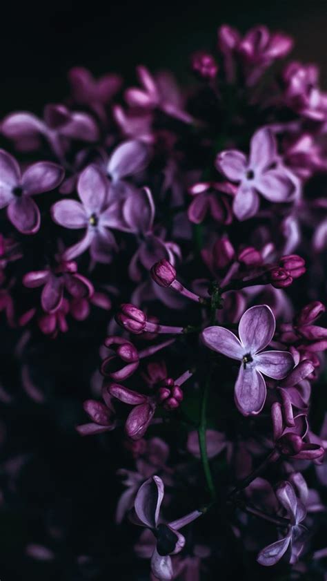 Purple Flowers Iphone Wallpapers Free Download