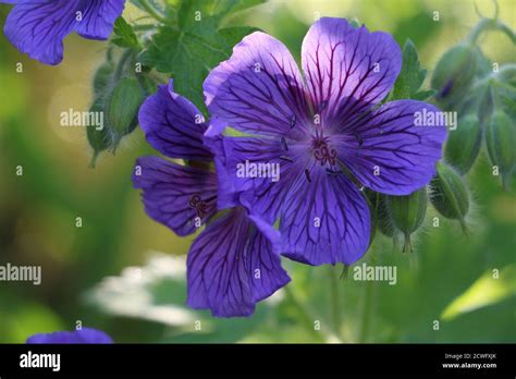 Purple Cranesbill Geranium Macro Stock Photo Alamy