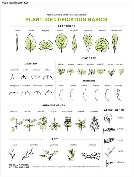Basic Botany Describing Leaves Herbalism Plant Identification Botany