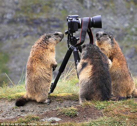 Snap Happy The Moment Adorable Marmot Got Behind The Lens