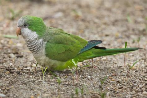 Monk Parakeets As Pets Pictures Cost To Buy And Temperament Info