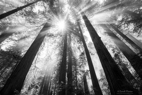10 Tips For Creating Better Black And White Nature Photographs — Nature