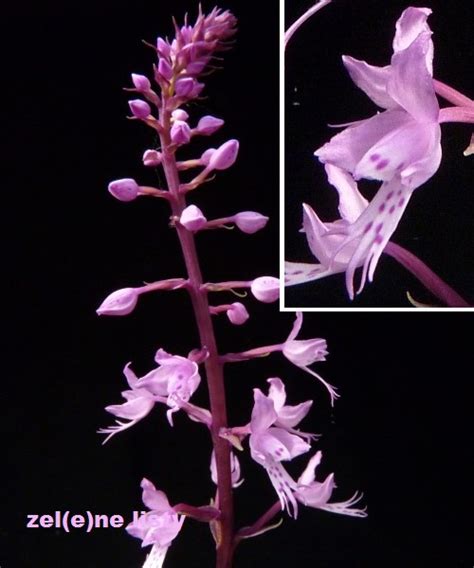 ZEL(e)NÉ LISTY - Werbář - sukulenty - Stenoglottis longifolia
