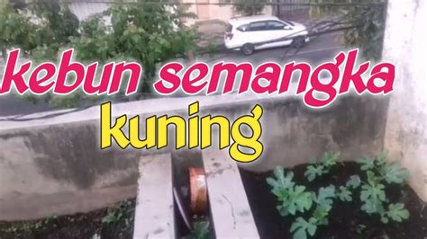 Kebun Semangka Di Teras Lantai 2 Youtube