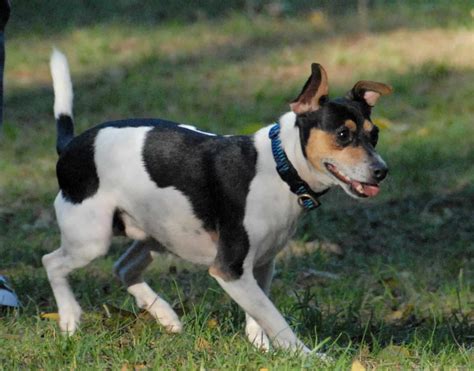 Our dogs are bred for temperament, along with conformation. Rat Terrier - SpockTheDog.com