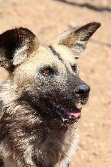 Carnivore Conservation Research Update Wild Dog Conservation Initiative