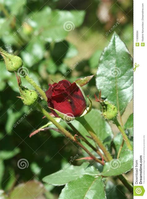 Little Dark Red Rose Flower Stock Photo Image Of Flowers Small