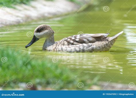A Marbled Duck Or Marbled Teal Marmaronetta Angustirostris Close Up