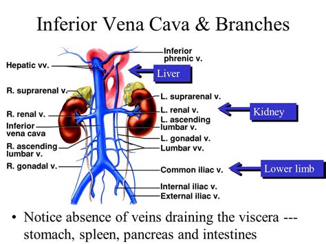 Inferior Vena Cava Overview Structure And Clinical Significance