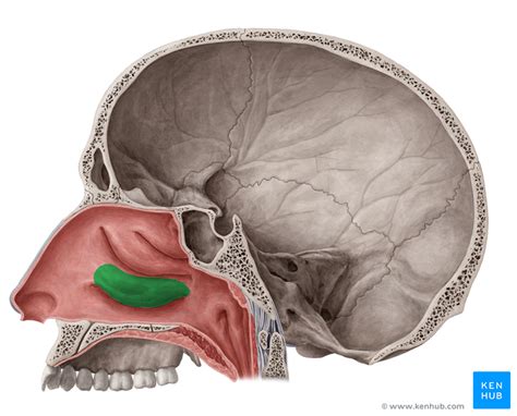 Inferior Nasal Concha Anatomy Definition And Development Kenhub