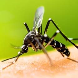 Keller pest control pros provides the best local pest control services preventing bed bugs, mice, ants, mosquitos, and bees. Pest Control | Pest Inspection & Pest Control Services