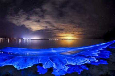 Orlando Bioluminescence Kayak Tour Getyourguide